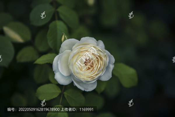 黃色月季