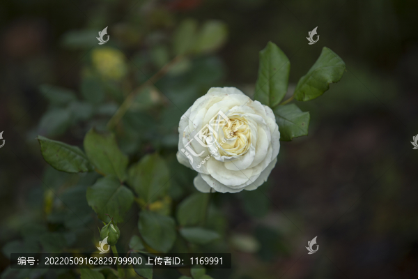 白色月季
