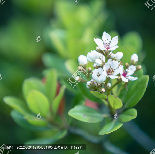 雷公樹(shù)