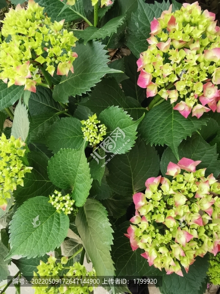 微距梔子花