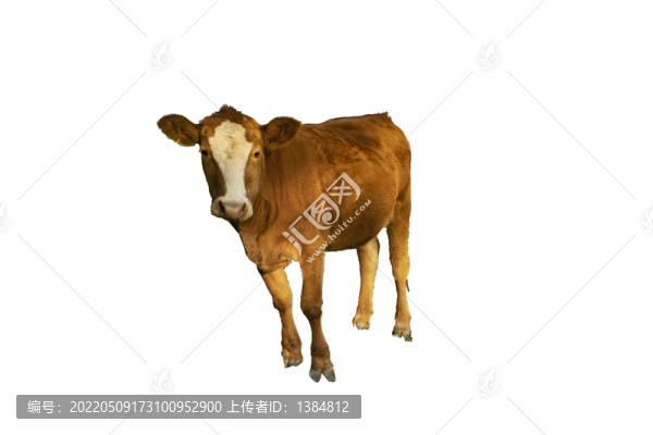 一頭黃牛