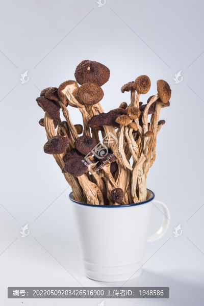茶樹菇