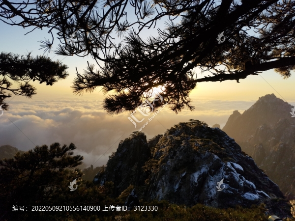 黃山松