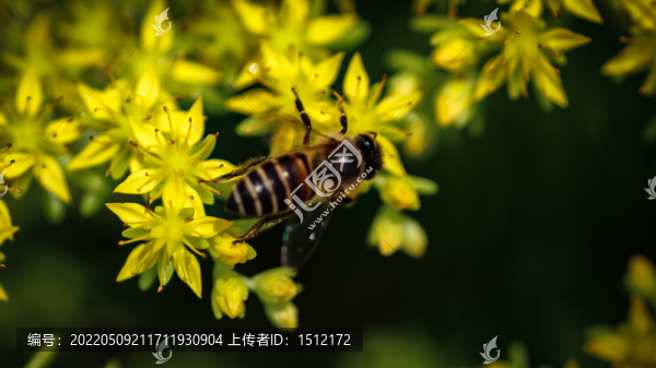黃金佛甲草