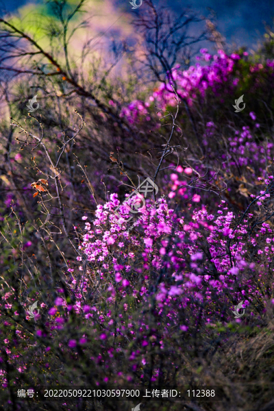 興安杜鵑達(dá)子香山花爛漫春天