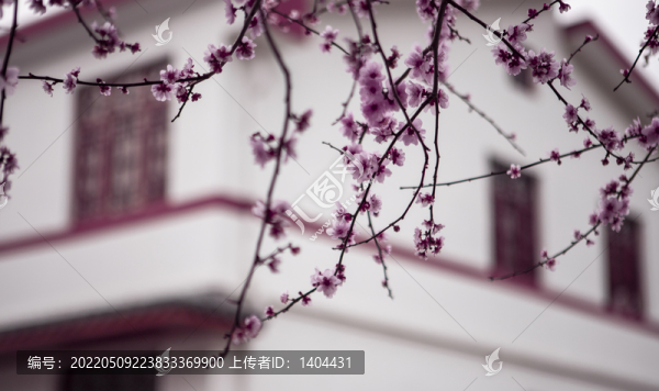 白色房子旁邊梅花