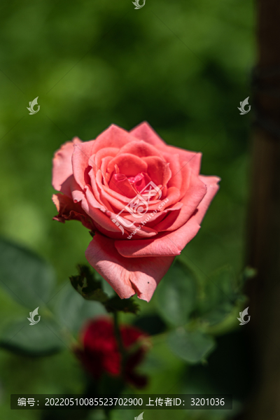粉色月季花