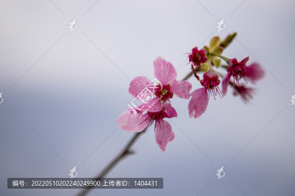 樹上桃花花朵