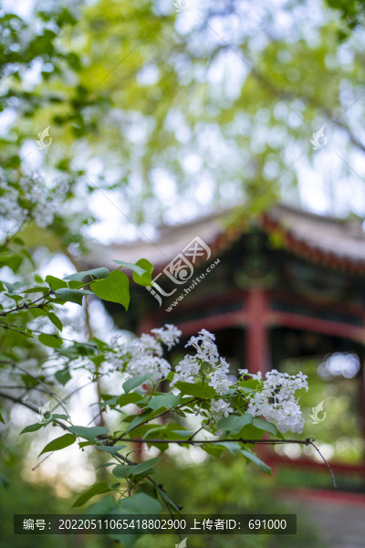 清華大學(xué)聞亭前丁香花