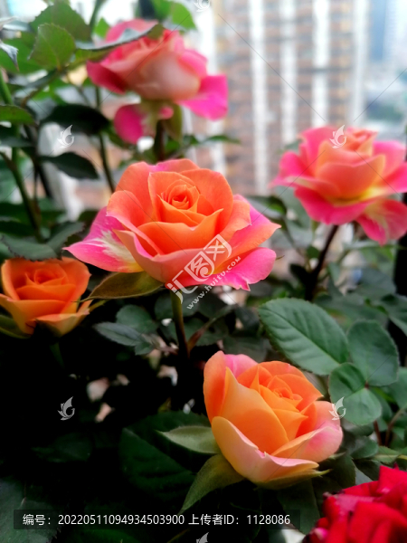 月季花