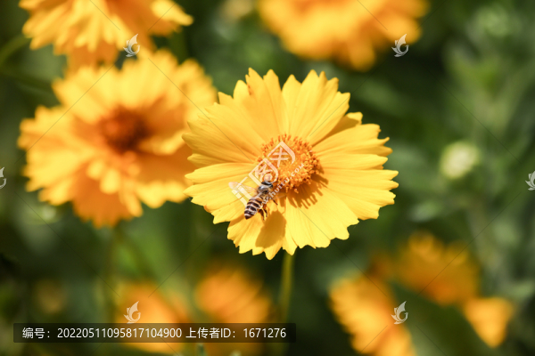 蜜蜂