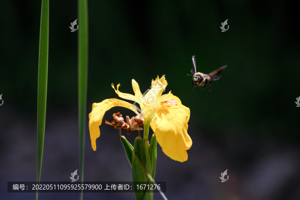 長(zhǎng)木蜂