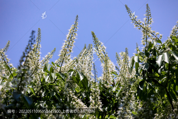 七葉樹花