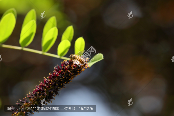 蜜蜂