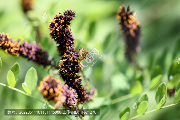 蜂戀花