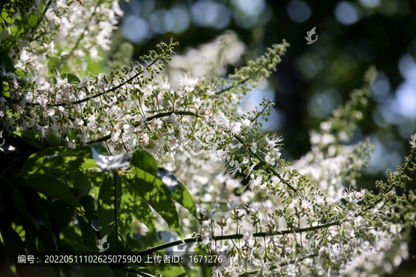 七葉樹花