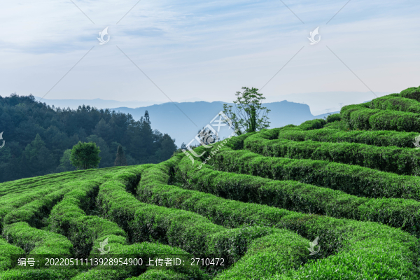 重慶武隆貢茶園攝影圖