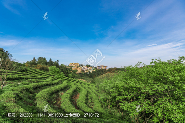 重慶武隆貢茶園攝影圖