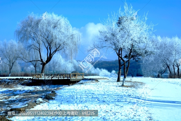 雪樹