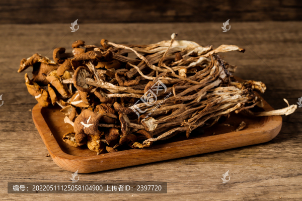 東北榛蘑