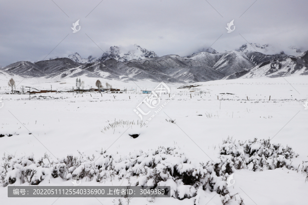春雪