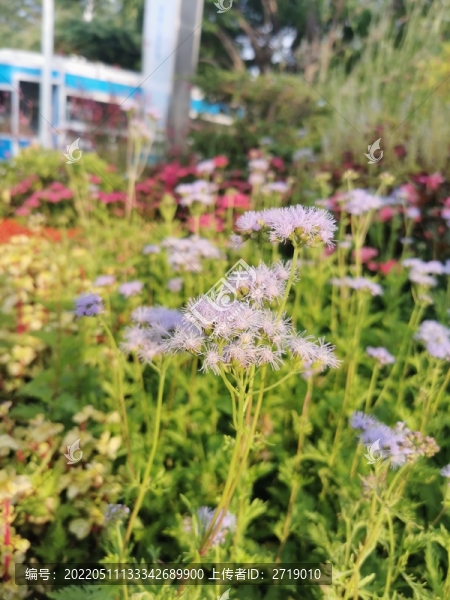 紫色小花