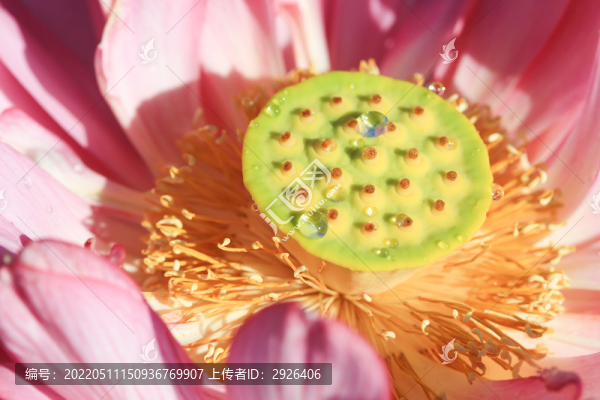 荷花特寫(xiě)