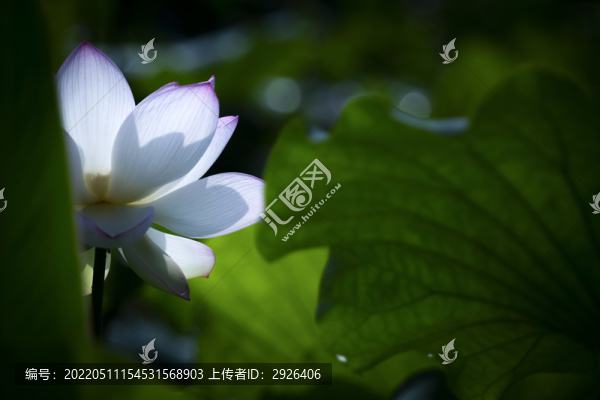 優(yōu)美荷