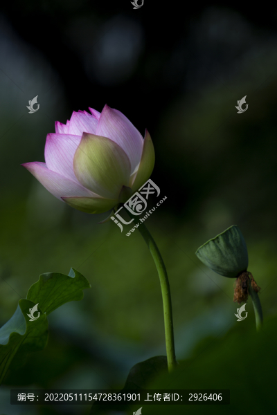 荷花苞