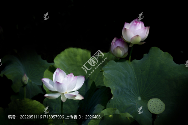 白荷開(kāi)放