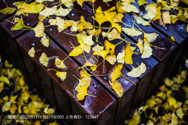 杭州朝暉銀杏林