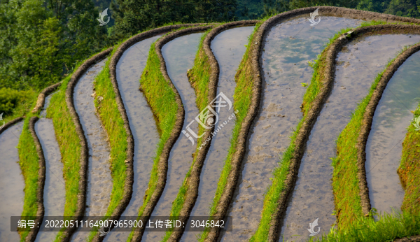 加榜梯田