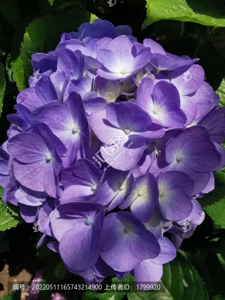 藍(lán)色梔子花