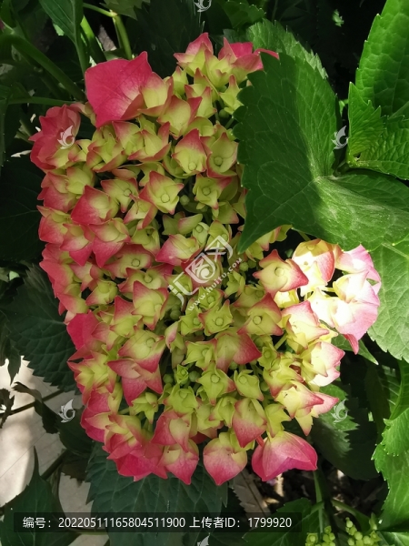 綠葉梔子花