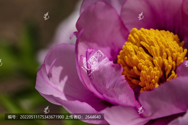 牡丹花牡丹紅牡丹