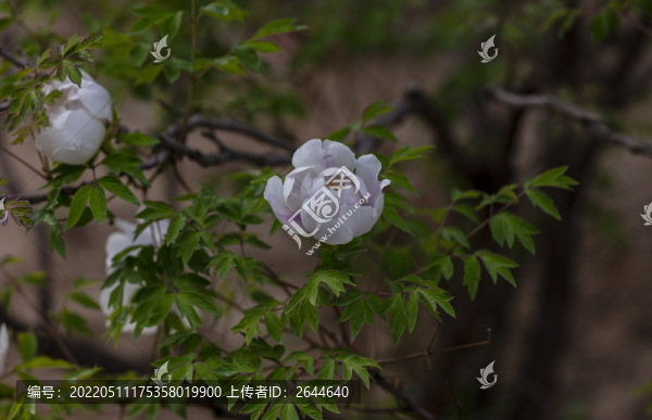 牡丹牡丹花