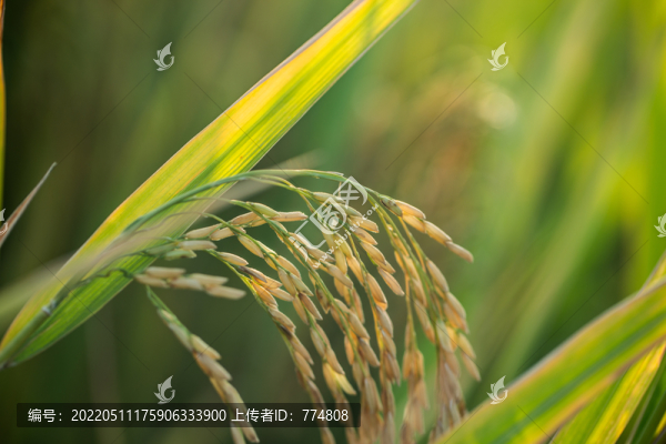 大米