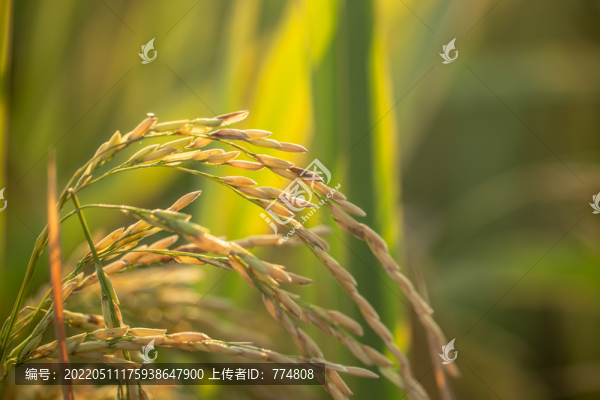 水稻