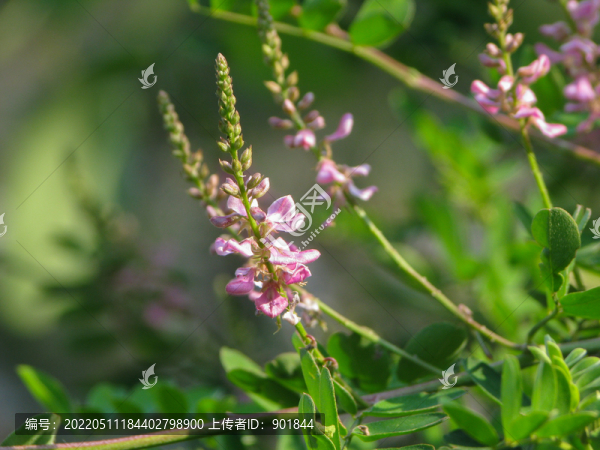 野生木藍(lán)的開花期