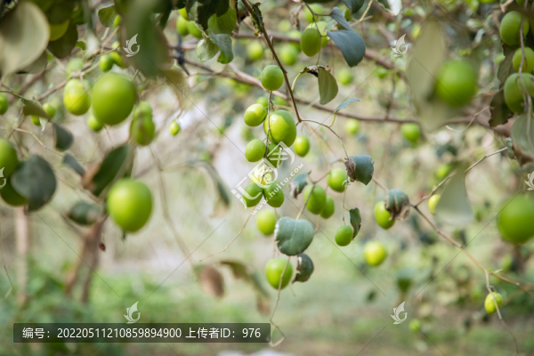 冬棗
