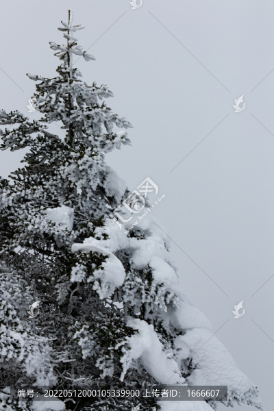 雪域高原