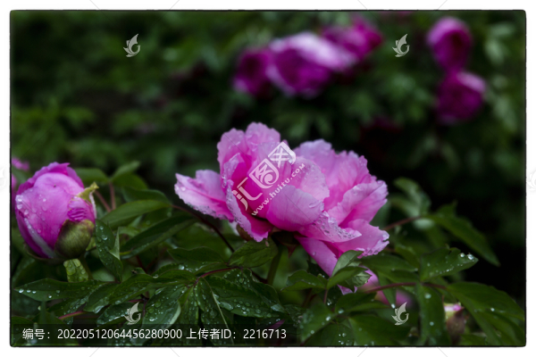 牡丹
