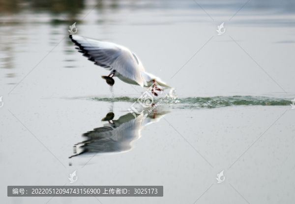 海鷗捕食