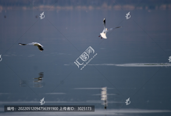 海鷗捕食
