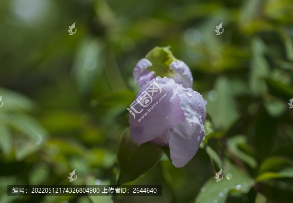 牡丹牡丹花