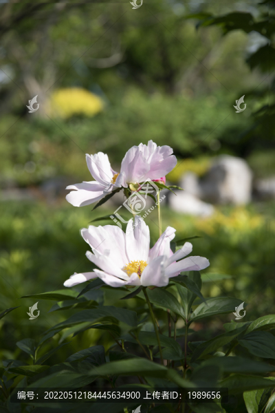 唯美芍藥花