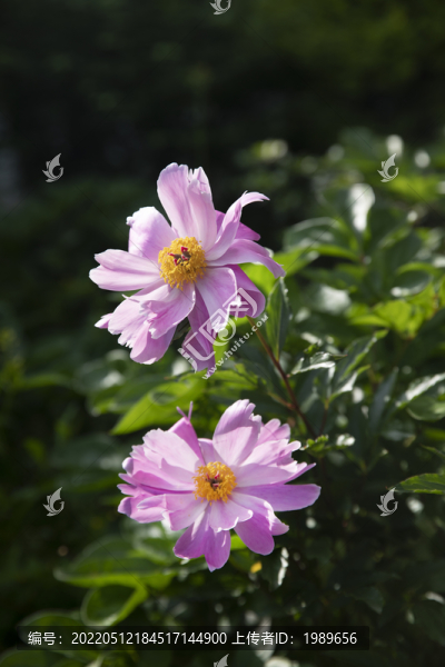 粉芍藥