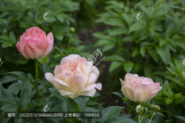 粉芍藥