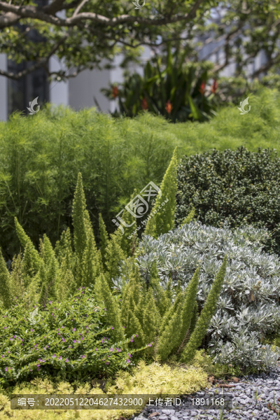 園林植物