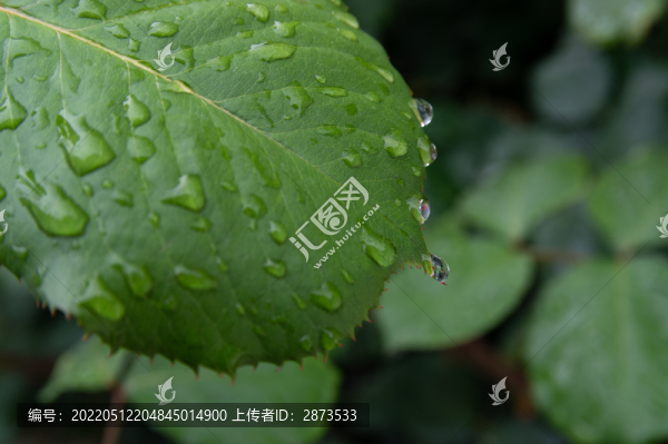 月季花葉子水珠